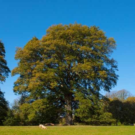 Chêne chevelu (Quercus cerris) (1/2)