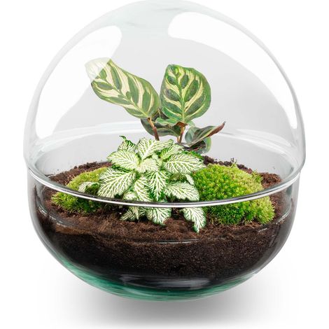 Terrarium Plantes Kit DIY Écosystème Fermé en Verre Dome Ø 20 cm avec Fittonia et Calathea - PANGIVO (1/4)