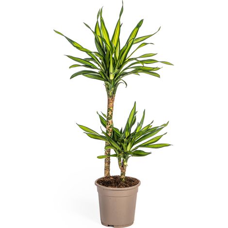 Dracaena Deremensis Rikki - Plante d'Intérieur Verte et Élégante - Pot Ø19 cm - Hauteur 70-90 cm - PANGIVO (1/4)