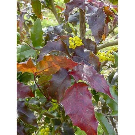 Mahonie à feuilles de houx 'Fireflame' Pot de 4L/5L (1/2)