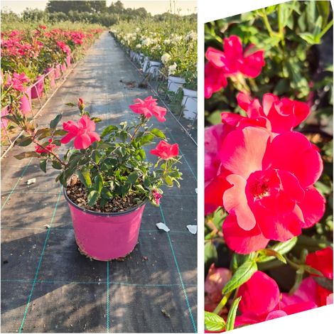 Rosa Sevillana Fuchsia Pot 18 cm Arbuste à Floraison Répétée pour Plein Soleil (1/3)