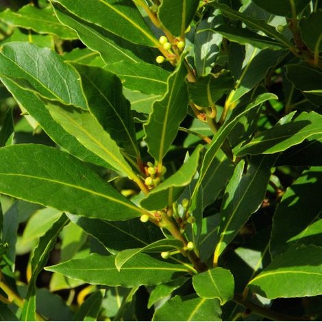 Alloro "Laurus nobilis" 3 piante aromatiche sempreverdi da siepe in vaso  14 cm h.30/40 cm