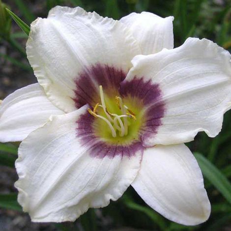 4 x Lis d'un jour - Hemerocallis 'Pandora's Box' - godet 9x9 (1/4)
