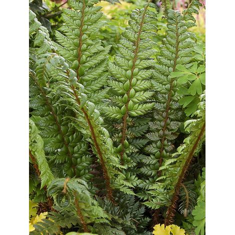 Aspidie du japon, Pattes d'ours 'Shiny Holy Fern' Godet de 8/9 cm