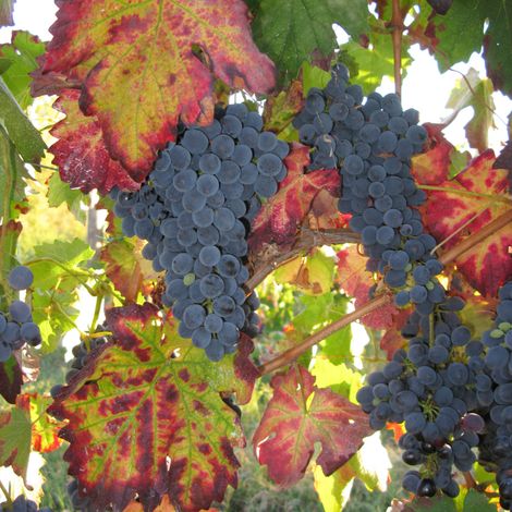 Pied de vigne Suffolk Red' Rouge - Vitis vinifera Suffolk Red' 120cm (1/2)