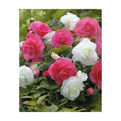 BEGONIA DOUBLE A GROSSES FLEURS - 6 BULBES - Grandes fleurs