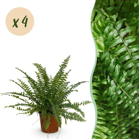 Lot de 4 Plantes d'Intérieur Fougère Nephrolepsis exaltata Green Lady Vertes Pot 12cm H28-30cm - PANGIVO (1/5)