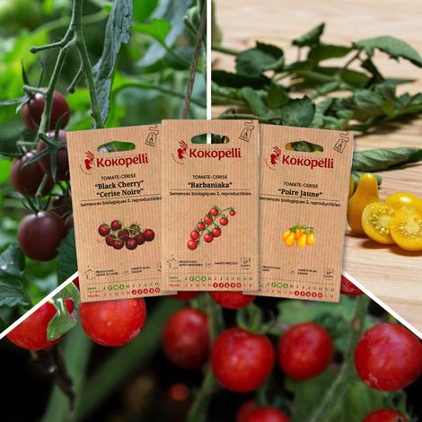 Tomates-cerise apéro - 3 sachets de graines bio à semer (1/2)