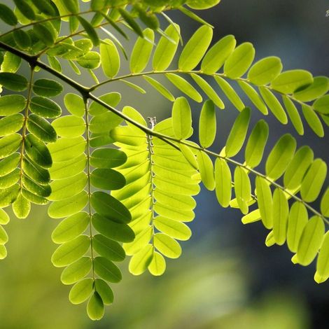 Robinier faux-acacia Frisia, Acacia, Robinier/Pot de 15L - Tige 10/12 - Haut. 150/175 cm