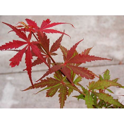 Pianta di ACERO 'Japanese Jewels' Jerre Schwartz Foto Reali H 100cm
