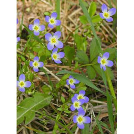 Houstonie bleu 'Millard's Variety' Godet de 8/9 cm (1/2)