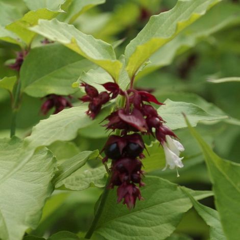Arbre aux faisans Purple Rain, Leycesteria/Pot de 3L - 40/60 cm (1/2)