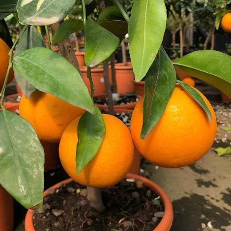 PIANTA DI ARANCIO THOMPSON VASO 20CM