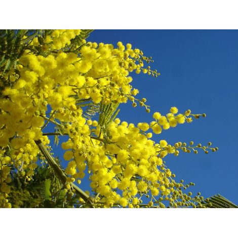 Plante Mimosa Acacia Dealbata Pot 20cm h 150cm