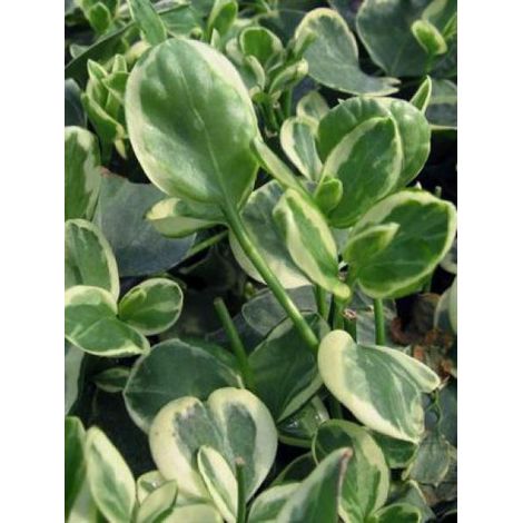 Grande pervenche 'Variegata' Godet de 8/9 cm (1/2)