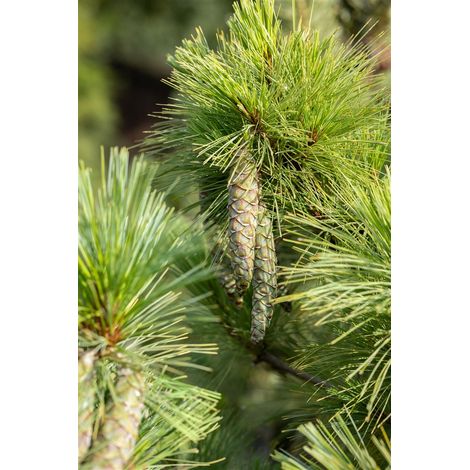 Schwerin-Kiefer Pinus schwerinii C 4 30- 40 (1/5)