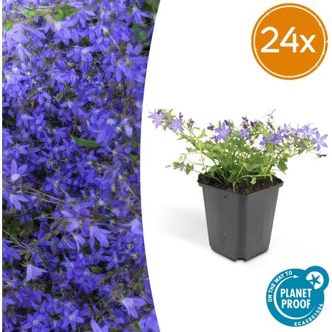 Lot de 24 Campanules poscharskyana Stella - Plante Couvre-sol Fleurs Bleues - Pot Ø9cm H10-25cm - PANGIVO (1/5)