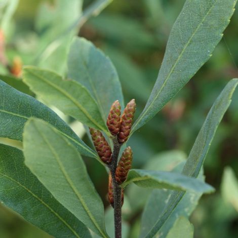 Bois-sent-bon - Myrica gale  - 30-40 cm pot (1/5)