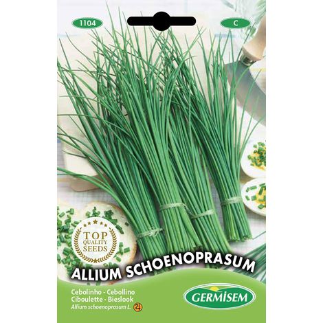 Allium Schoenoprasum Graines de Ciboulette 2 g EC1104 Multicolore