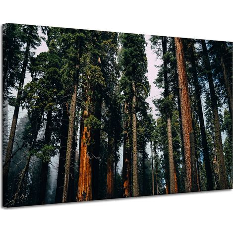 Lienzo impreso Naturaleza Bosque Coníferas 120x80