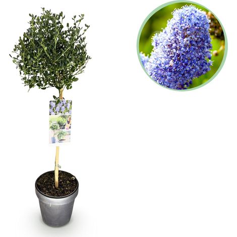 Céanothus impressus Plante sur Tige Fleurs Bleues Persistant Pot 19cm Hauteur 90cm - PANGIVO (1/5)