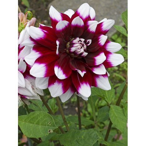 Dahlia décoratif 'Mystery Day' Bulbe calibre I
