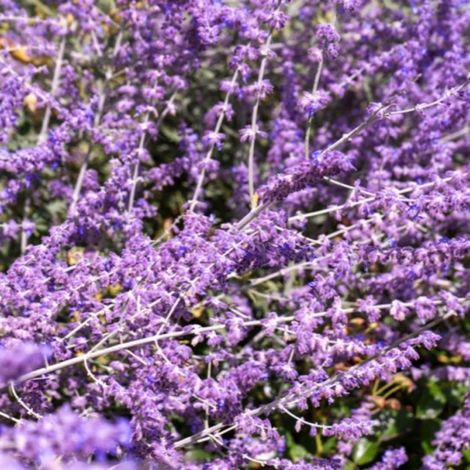 Lavande de Russie 'Blue Spire' (Perovskia Atriplicifolia Blue Spire)