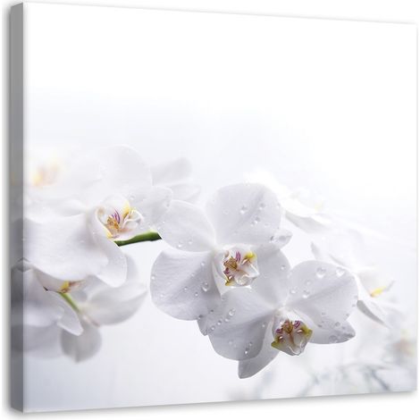 Image sur toile, Orchidées blanches sur fond blanc - 30x30 (1/5)