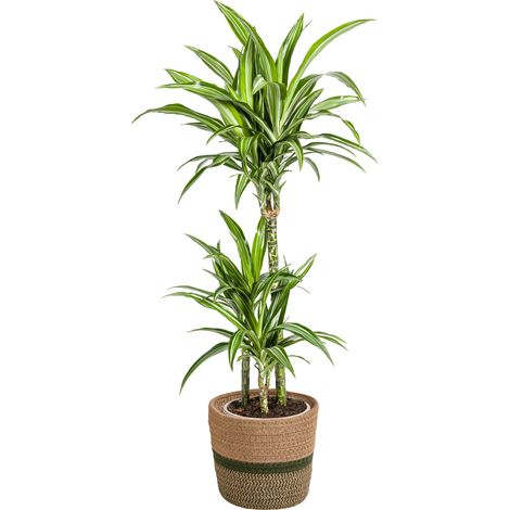 Dracaena Deremensis White Stripe - Plante d'Intérieur Décorative - Pot Ø21cm - Hauteur 90-110cm - PANGIVO (1/5)