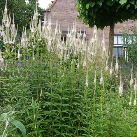 4 x Veronicastrum virginicum 'Diana' - godet 9x9 cm