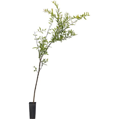 Punica granatum cv "dente di cavallo" - melograno dolce da frutto - vaso quadro 9x9x20 cm (1/3)