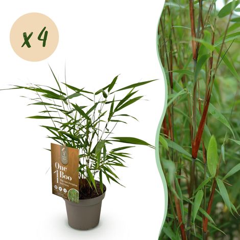 Bambou Fargesia Asian Wonder Non-Traçant pour Haie et Jardin Lot de 4 Plantes H35 cm Pot 14 cm - PANGIVO (1/5)