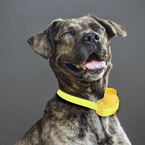 Hundeerziehungshalsband mit eingebautem Piepser, Hunde-Piepser, Sport- und Jagdhalsband (1/5)