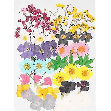42 fleurs séchées