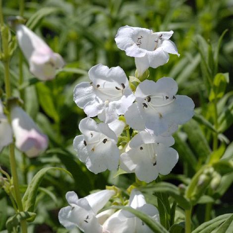 4 x Galane  - Penstemon 'White Bedder'  - godet 9x9 cm