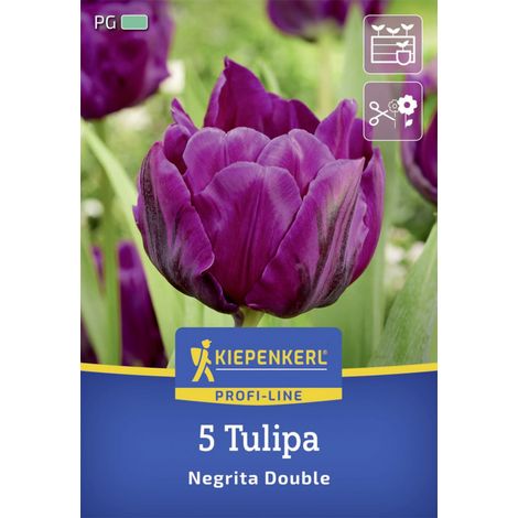 Kiepenkerl Herbstblumenzwiebel Profi-Line Tulpe Negrita Double 5 Stück (1/2)