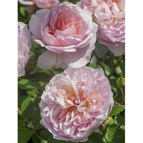 Rosier arbuste moschata 'Ann Boleyn ' Pot de 4L/5L (1/4)