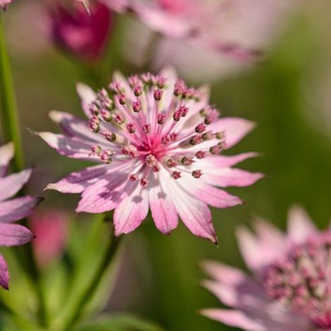 4 x Grande Astrance  - Astrantia major 'Roma'  - godet 9x9 cm