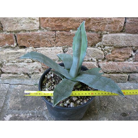 Agave americana var. americana 30 cm, cactus, pianta grassa winter hard, resistente fino a -5° C