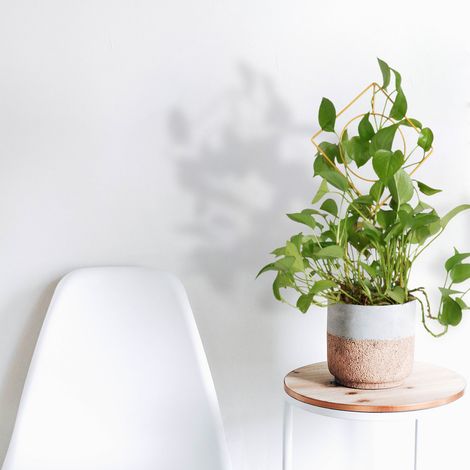Tuteur Vertical Plantes Décoration - Support Climbing Vines en Fer Antique - 45cm & 40cm Modèles Gold/Yellow (1/5)