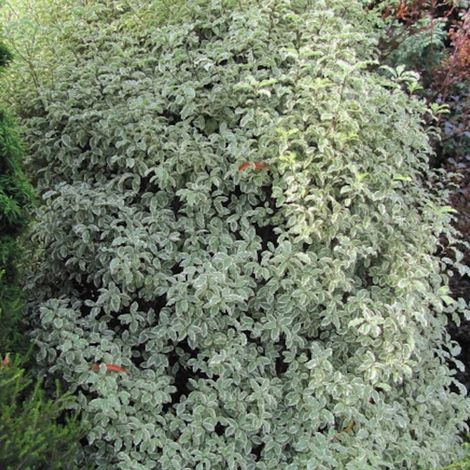 Pittosporum à petites feuilles Elisabeth – Arbuste persistant 3m – Feuillage ondulé lumineux – Résistant jusqu'à -7°C – Exposition soleil (1/4)