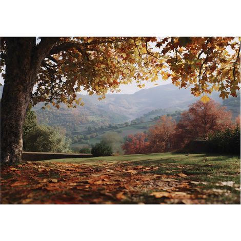 Fototapete Landschaft Bäume Natur – Moderne Großformat Wandtapete 250x175 cm – Für Wohnzimmer & Schlafzimmer