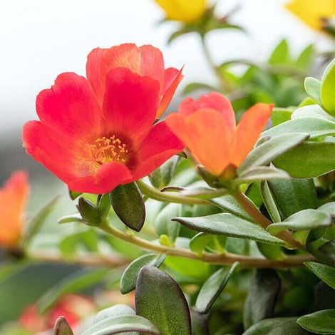 1 PIANTA DI PORTULACA CONFETTI IN VASO DA 14CM, PIANTE DA ESTERNO, PIANTE DA BALCONE