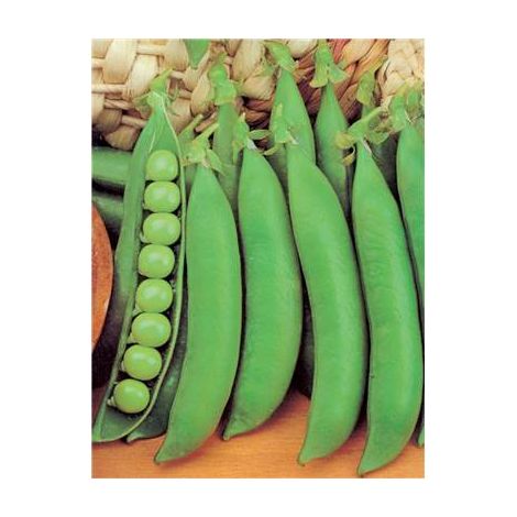 POIS DOUCE PROVENCE - 300 G - graines