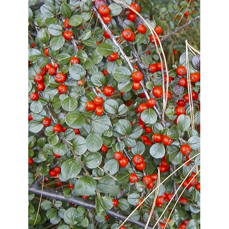 Cotonéaster rampant Pot de 1,5L/2L (1/4)