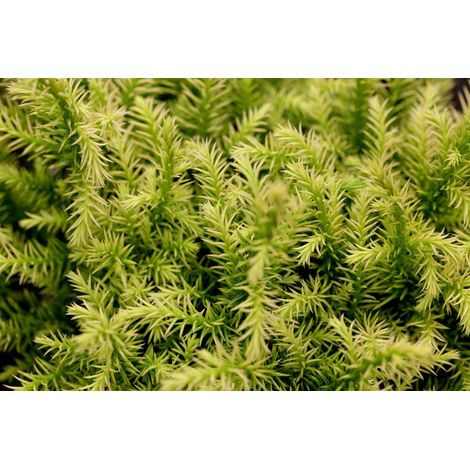 Japanische Sicheltanne 'Vilmorin Gold' Cryptomeria japonica 'Vilmorin Gold' p 1,5 15- 20 (1/3)