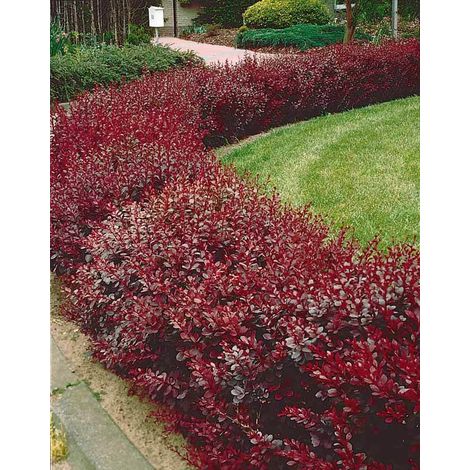 Berberis thunbergii "Atropurpurea" pianta da siepe in vaso 7x7 cm (1/5)