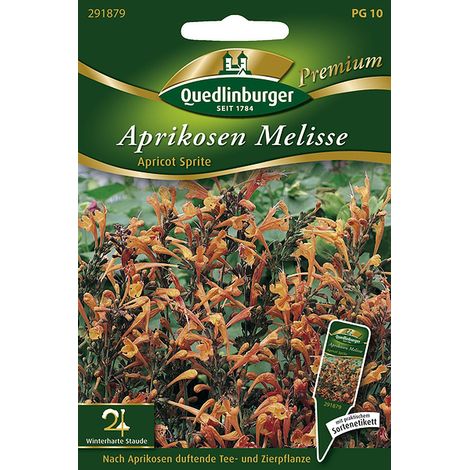 Quedlinburger Saatgut – Agastache orange Apricot Sprite – Graines de fleurs, hauteur 50-60 cm, environ 10-15 plants