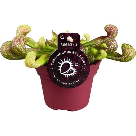 Sarracenia Psittacina - Plante Carnivore Exotique en Pot Ø12cm - Hauteur 13cm - Mi-ombre - PANGIVO (1/4)
