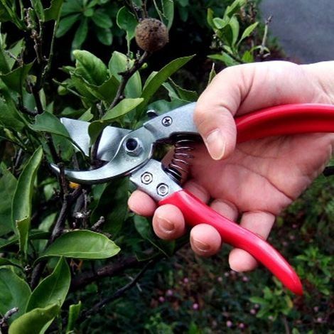 vs-8z, Gartenschere, ARS-VS-8XZ (1/2)